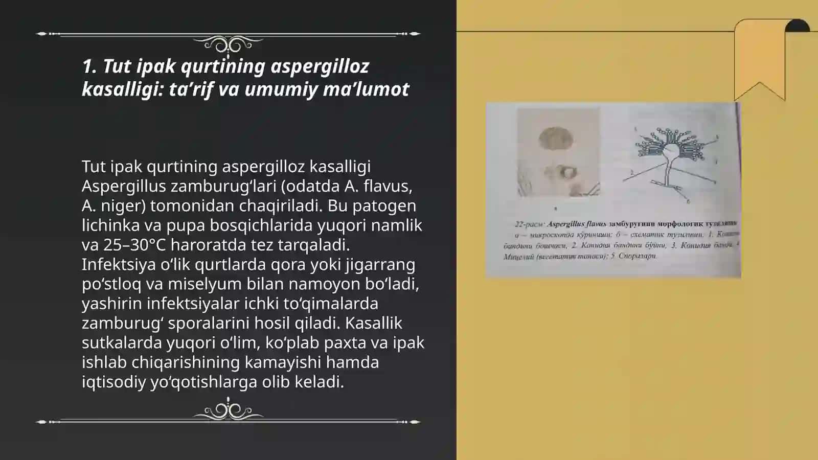 Tut ipak qurtining aspergillyoz kasalligi va uning alomatlari 3