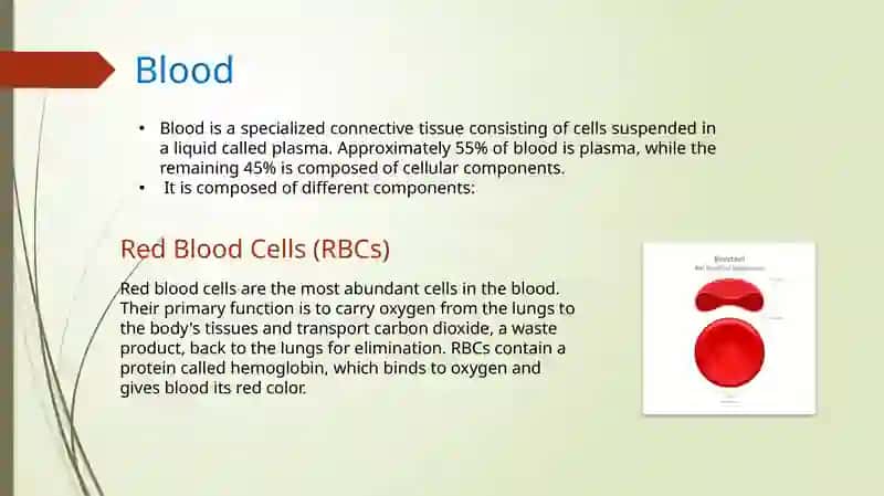 Circulation of blood 3