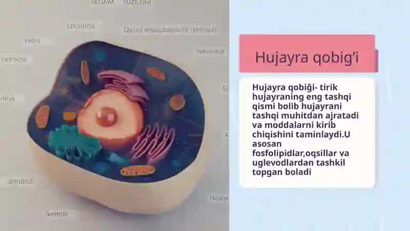 Hujayra qobiği 3