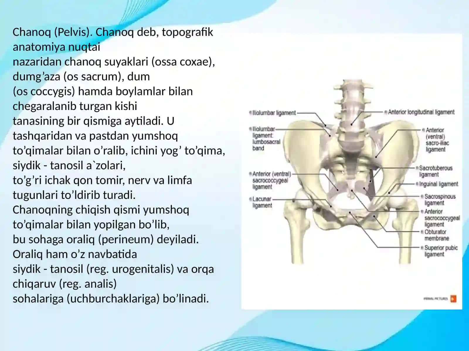 Klinik anatomiyani o'rganish 3