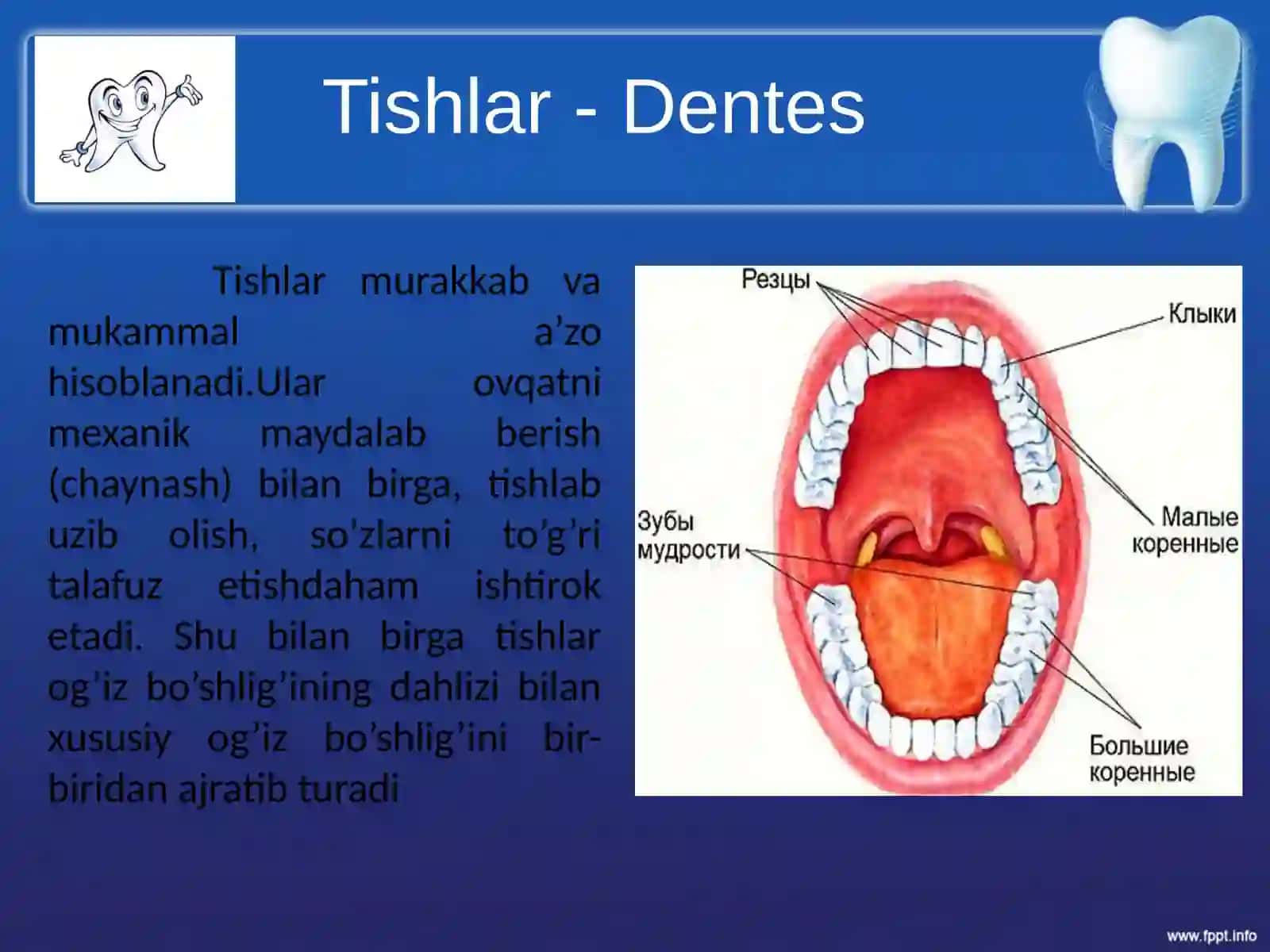 Tishlarni anatomik va gistologik tuzilishi 3