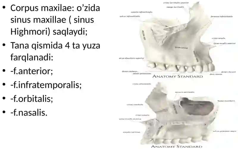 VISCEROCRANIUM SEU CRANIUM VISCERALE 3