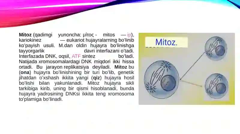 Mitoz buzilishlari 3