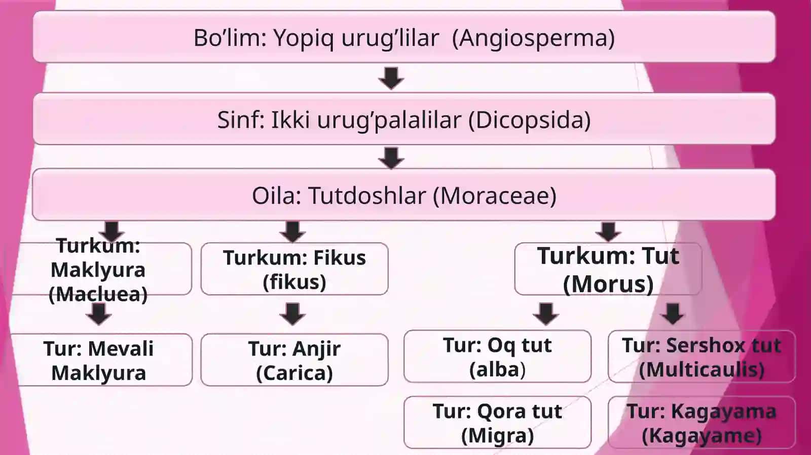 Tutdoshlar(Moraceae)ikkiurugpallalioʻsimliklaroilasi 3