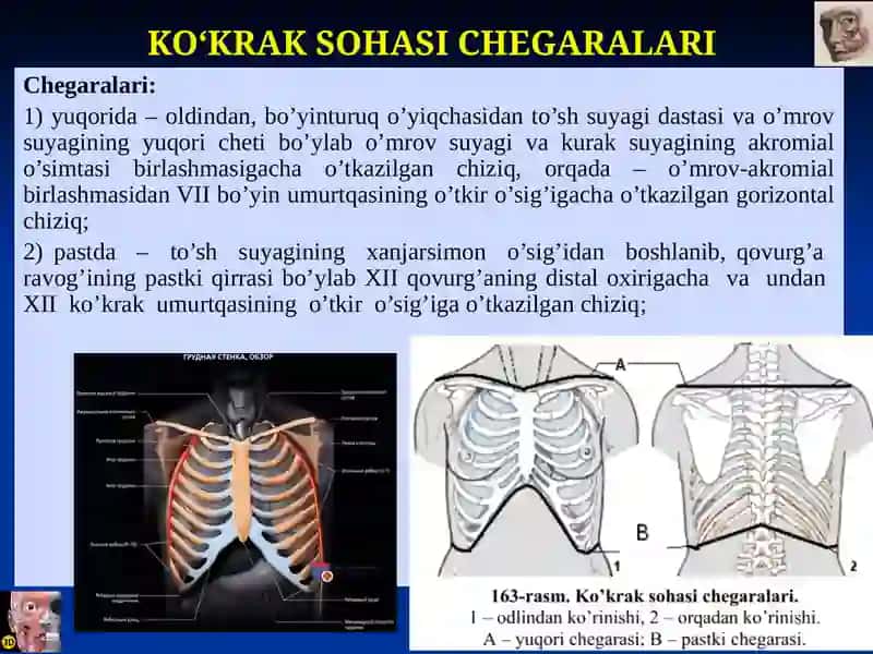 Ko‘krak Sohasi Topografiyasi 3