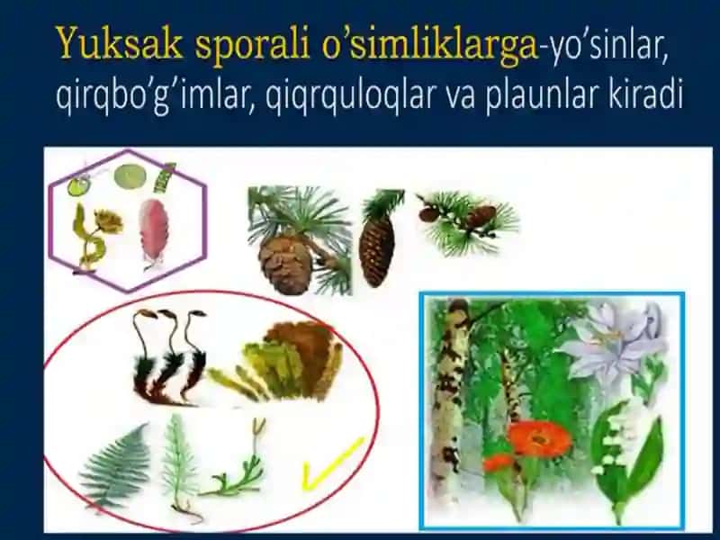 yuksak sporali o'simliklar 3