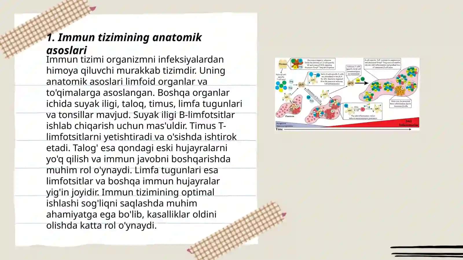 Immun himoya mexanizmlarining morfologik asoslari 3