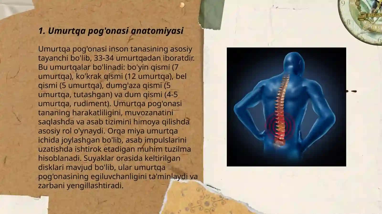Umurtqa pog'onasi boylamlari 3