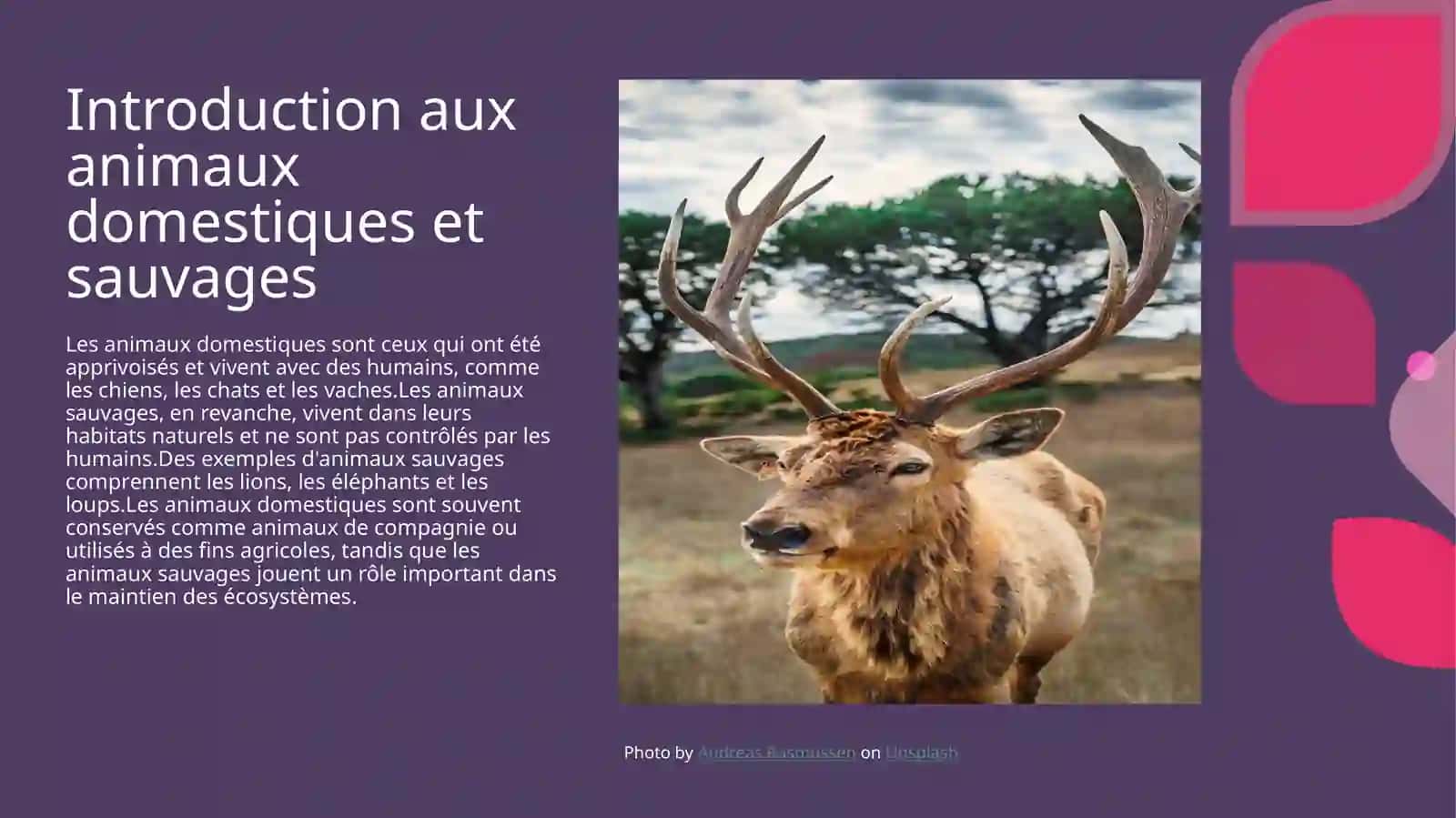 Animaux domestiques et sauvages 3