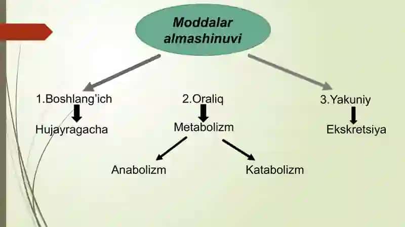 Metabolizm jarayonlari 3