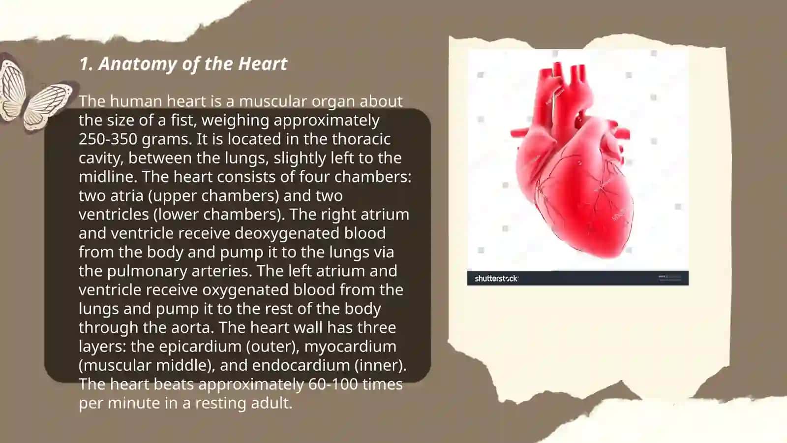 Heart Anatomy 3