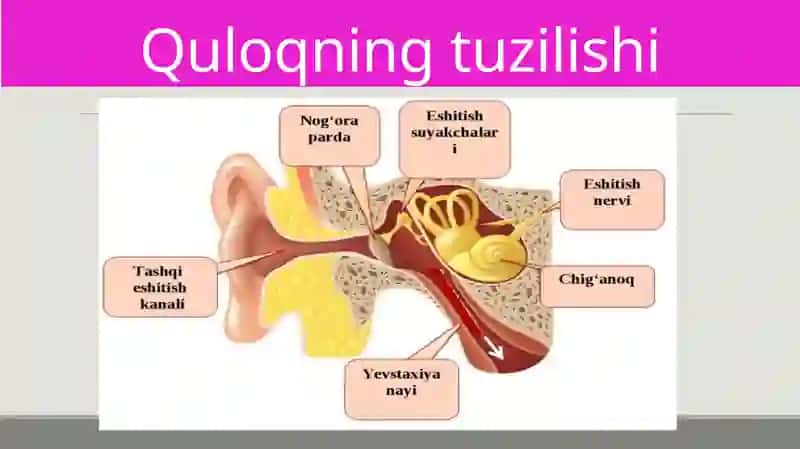 Eshitish organlarining tuzilishi 3