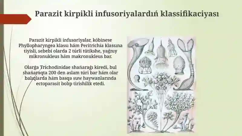 Parazit kirpikli infuzorialar 3