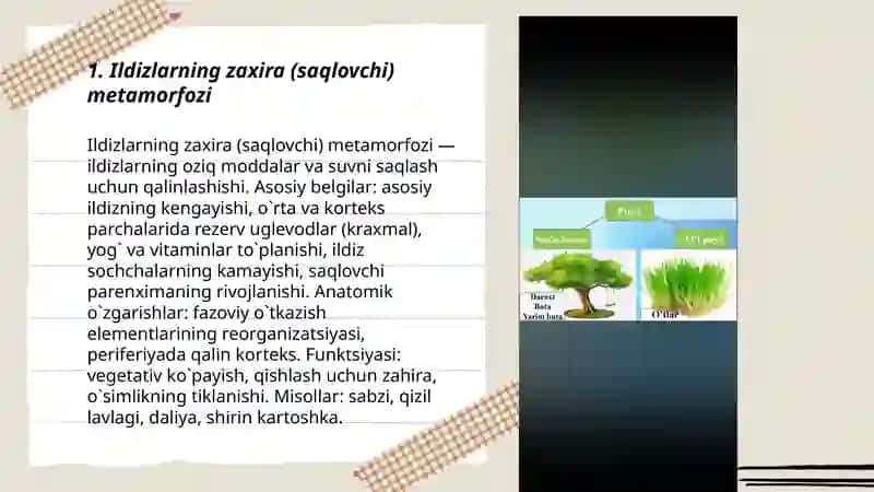 Ildiz poya va barg metamorfozi 3