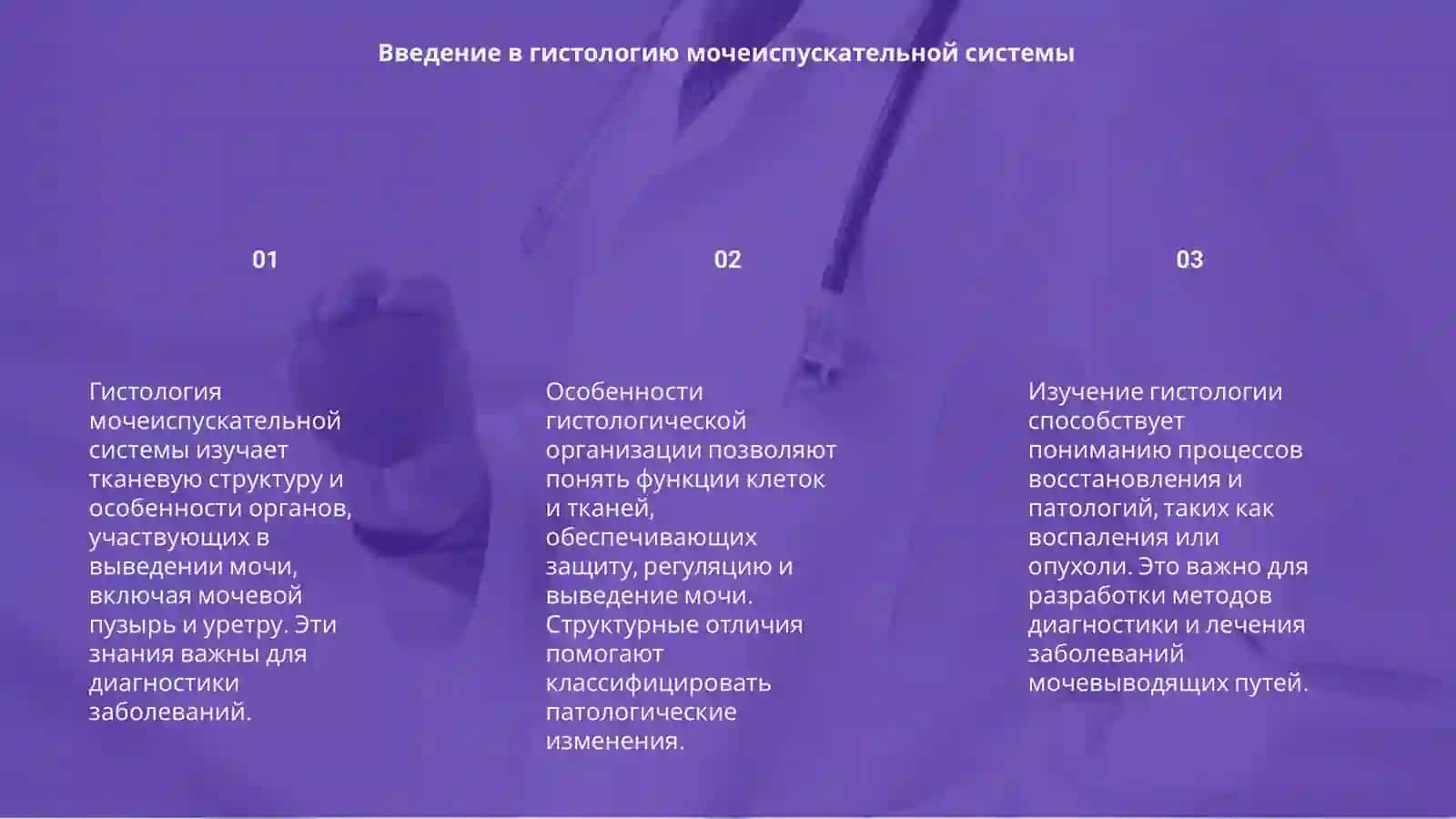 Гистология мочеиспускательной системы 3