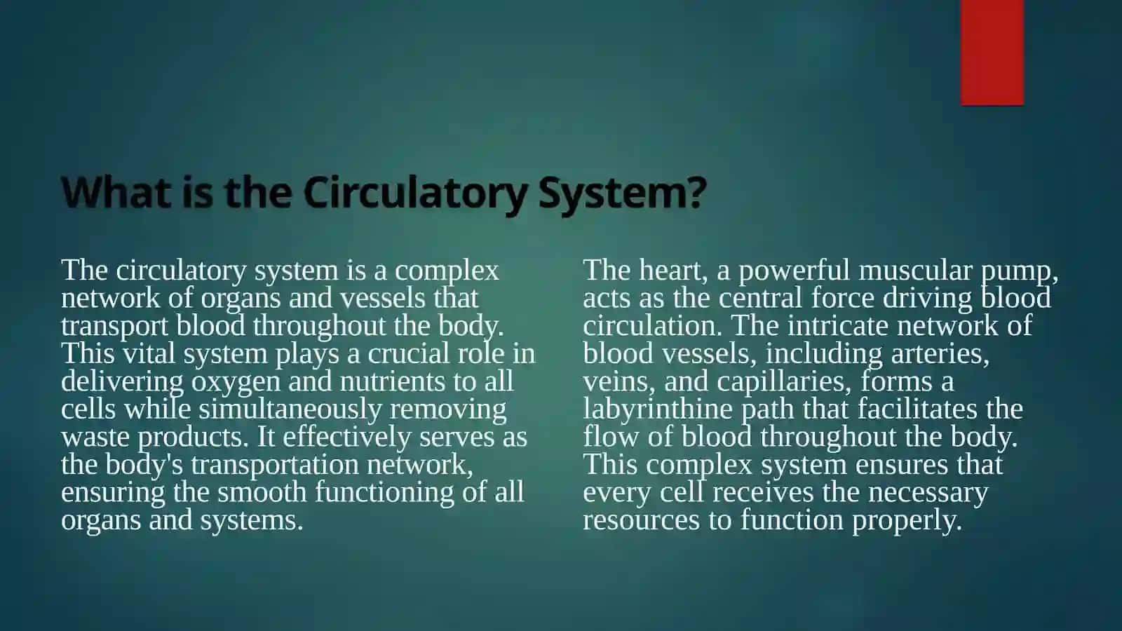 The Circulatory System: A Journey Through Your Body 3