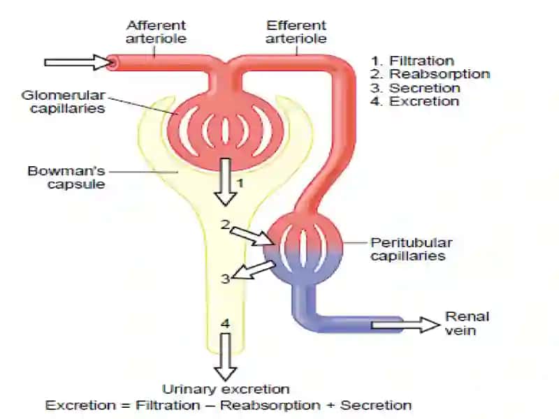 Mechanism of urine formation 3
