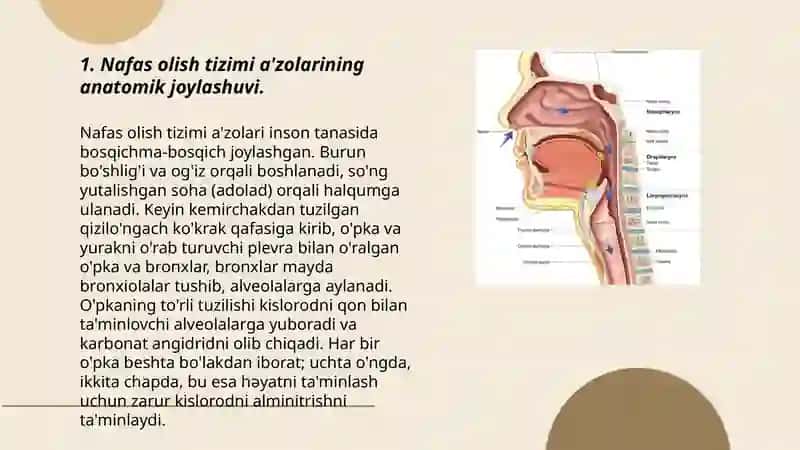 Nafas olish tizimi a’zolari normal rentgen anatomiyasi 3