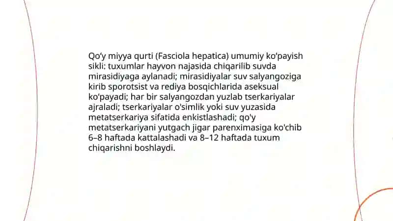 Qoʻy miyya qurti koʻpayish sikli rasmlar bilan 3