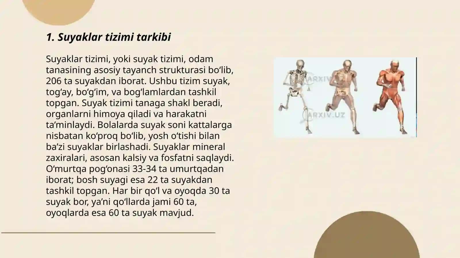 Ixtiyoriy harakat organlar tizimi 3