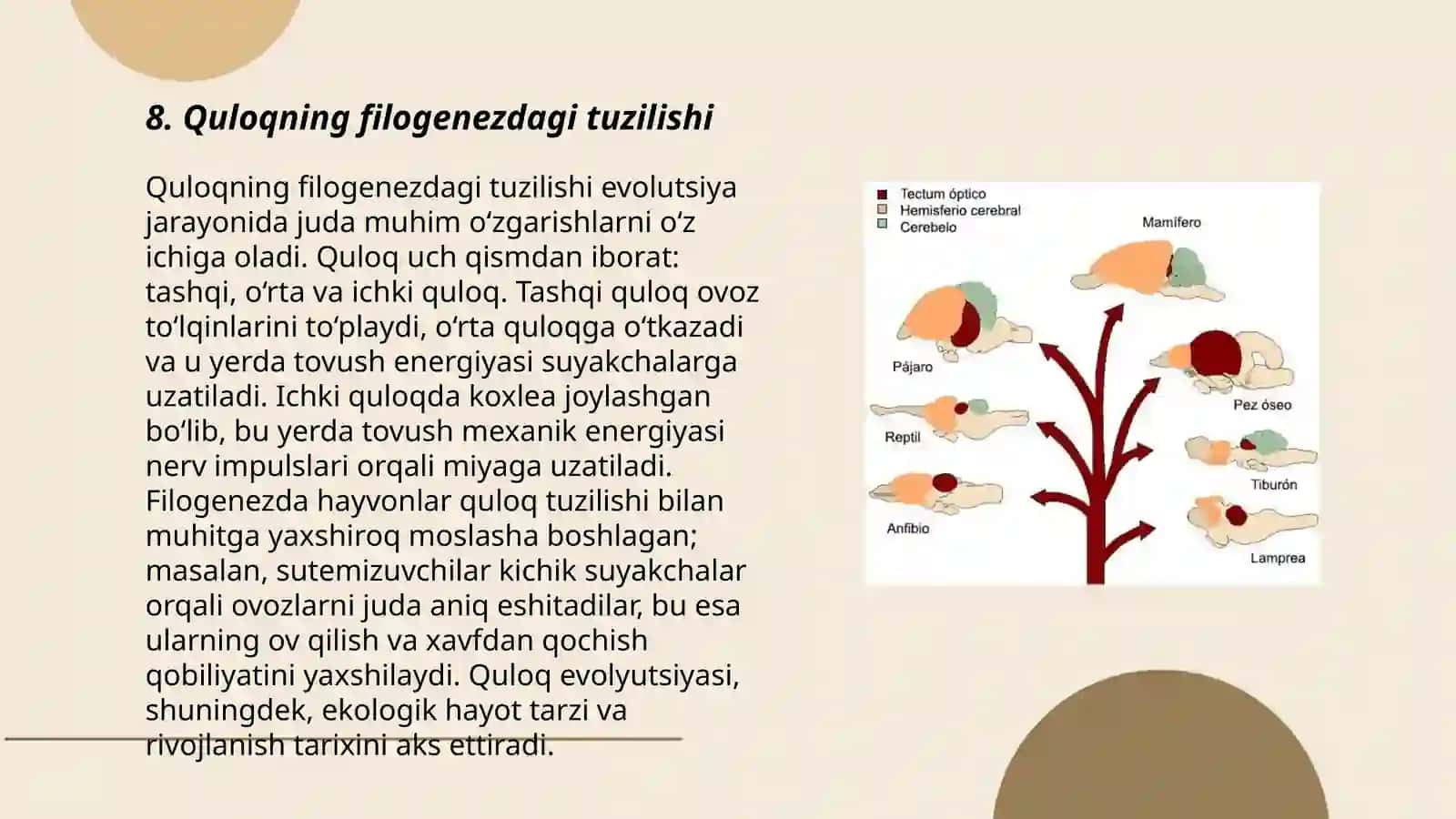 Qoplovchi to’qimalar onto-filogenezi 3