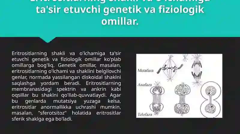 Eritrositlar gatasiretuvchi omillar 3
