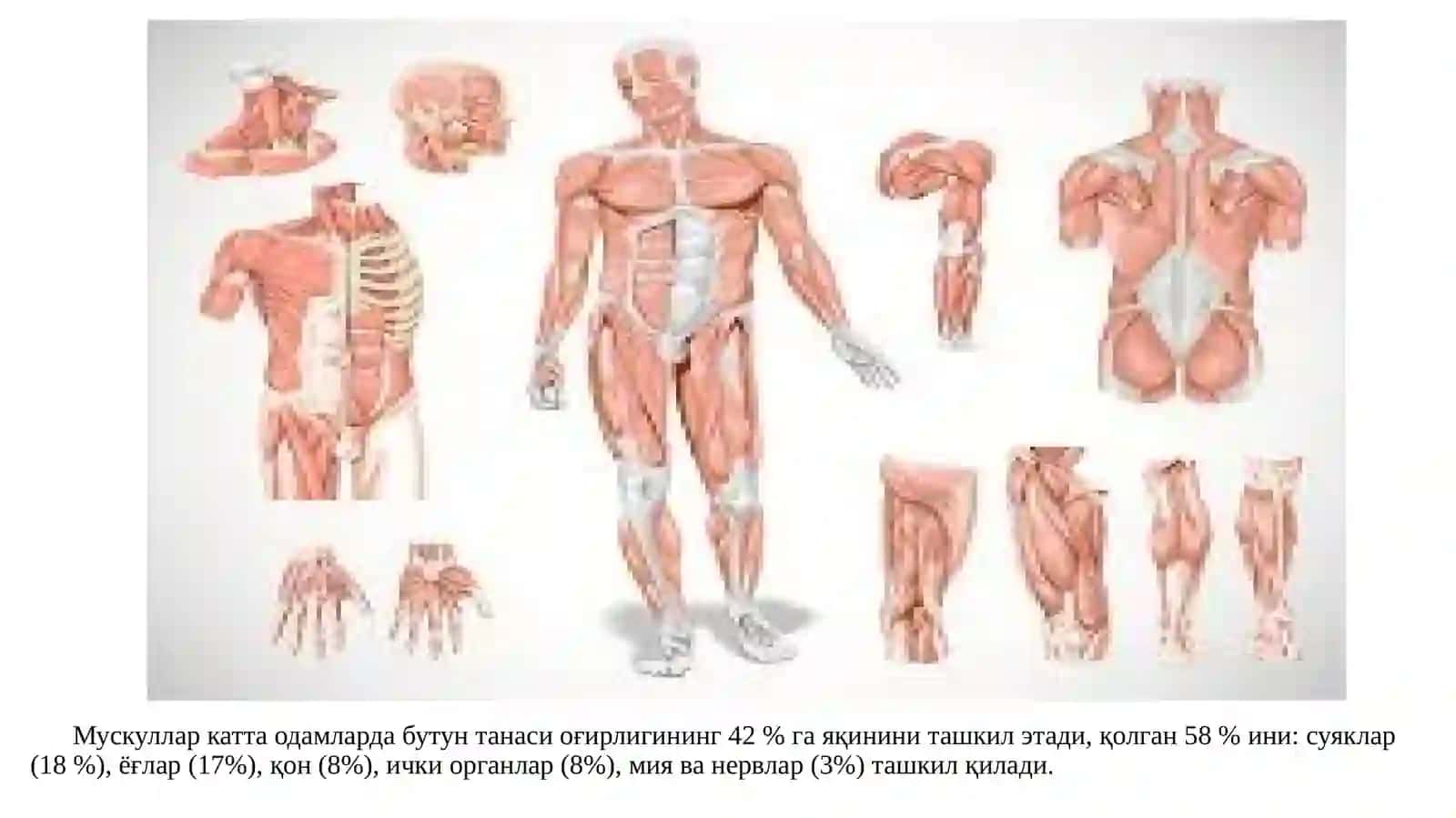 Мускуллар тизими 3