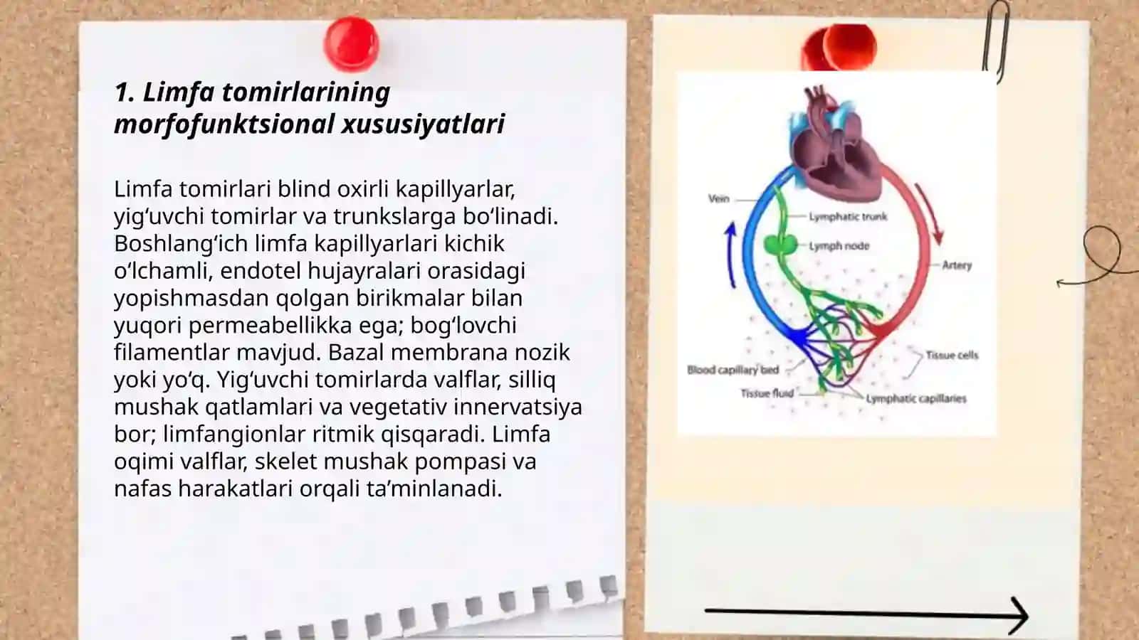 Limfa tizimi fiziologiyasi 3