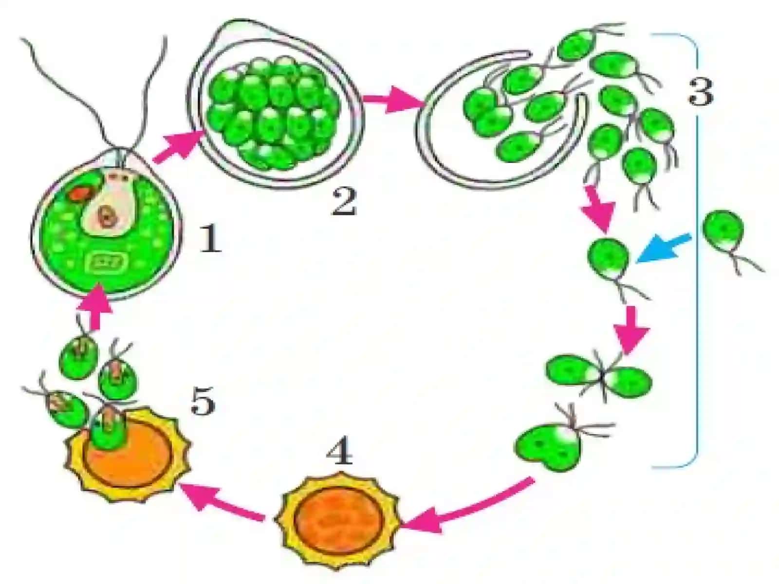 Energiya almashinuvibosqichlari 3