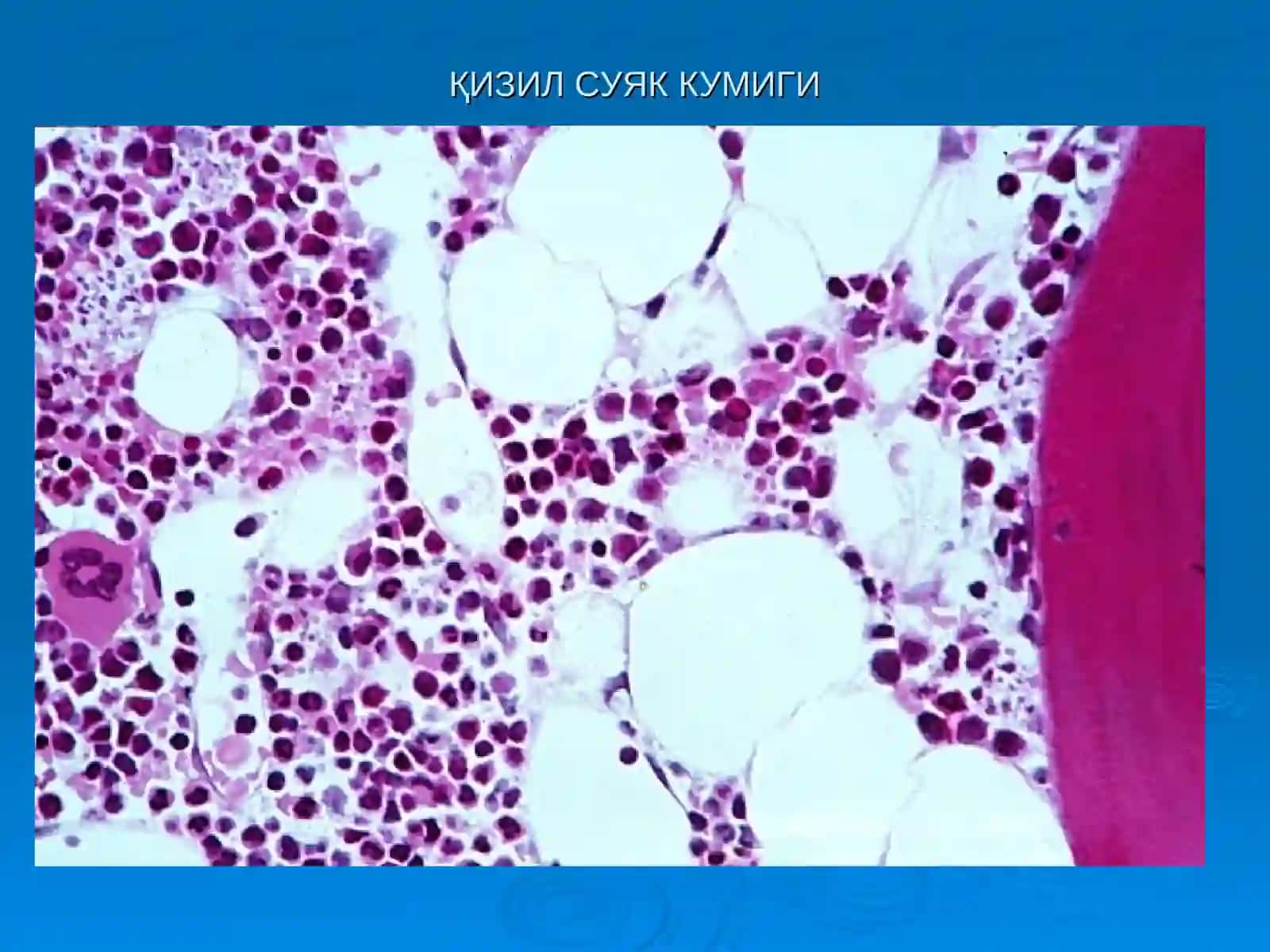 «Қон яратувчи ва иммун-химоя аъзолари» 3