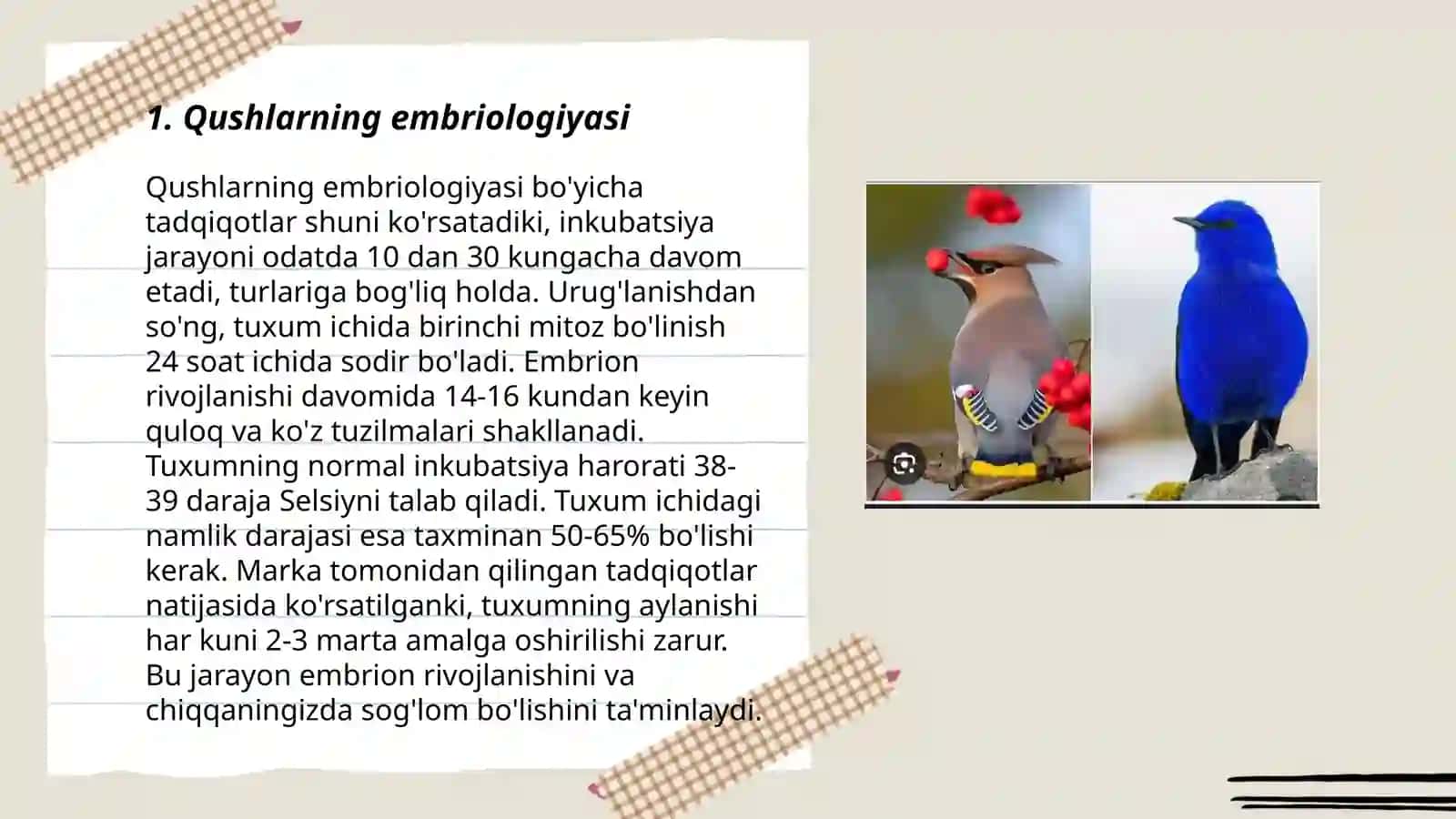 Qushlarning individual rivojlanish xususiyatlari 3
