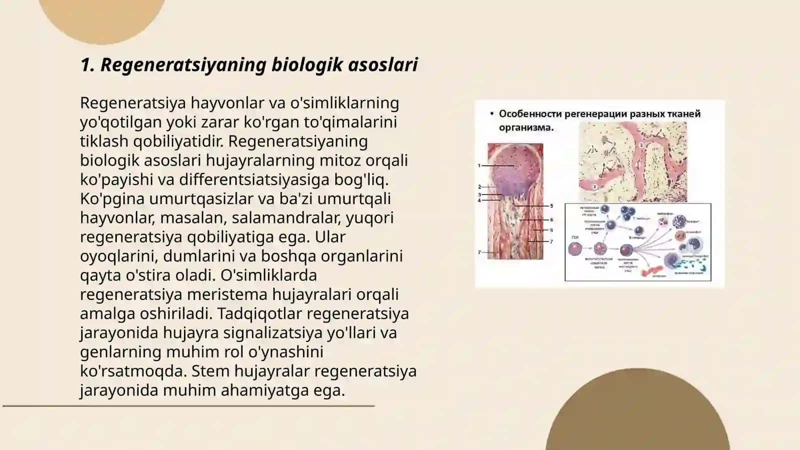 Regeneratsiya va uning darajalari 3