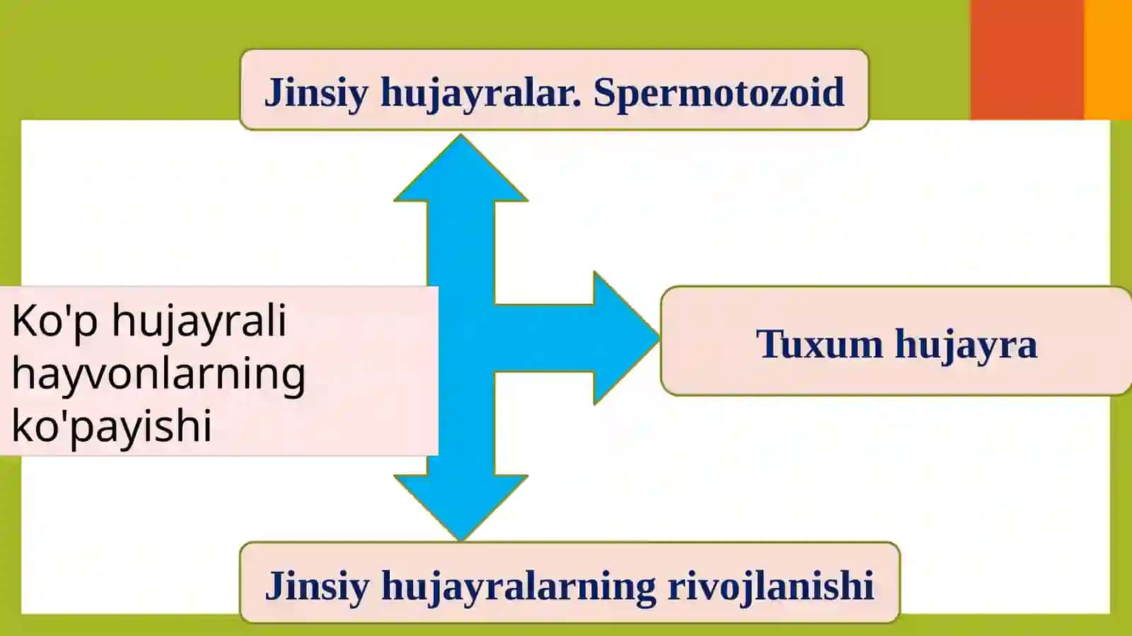 JINSIY KÖPAYISH 3