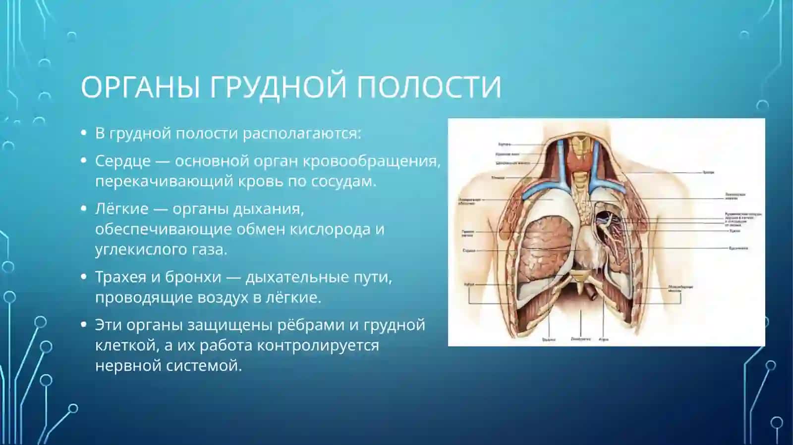 Внутренние органы человека 3