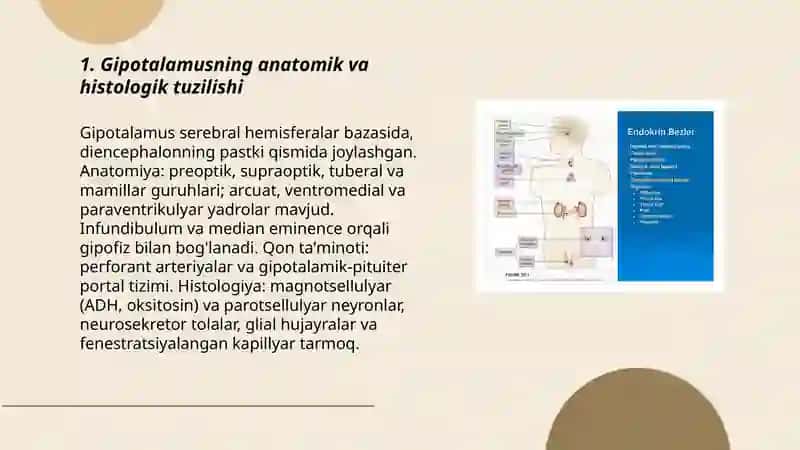 Neyroendokring tizimning struktur funksional tavsifi 3