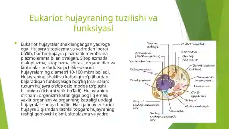 Eukariotlar-haqiqiyya d roga egabo’lgan hujayralar 3