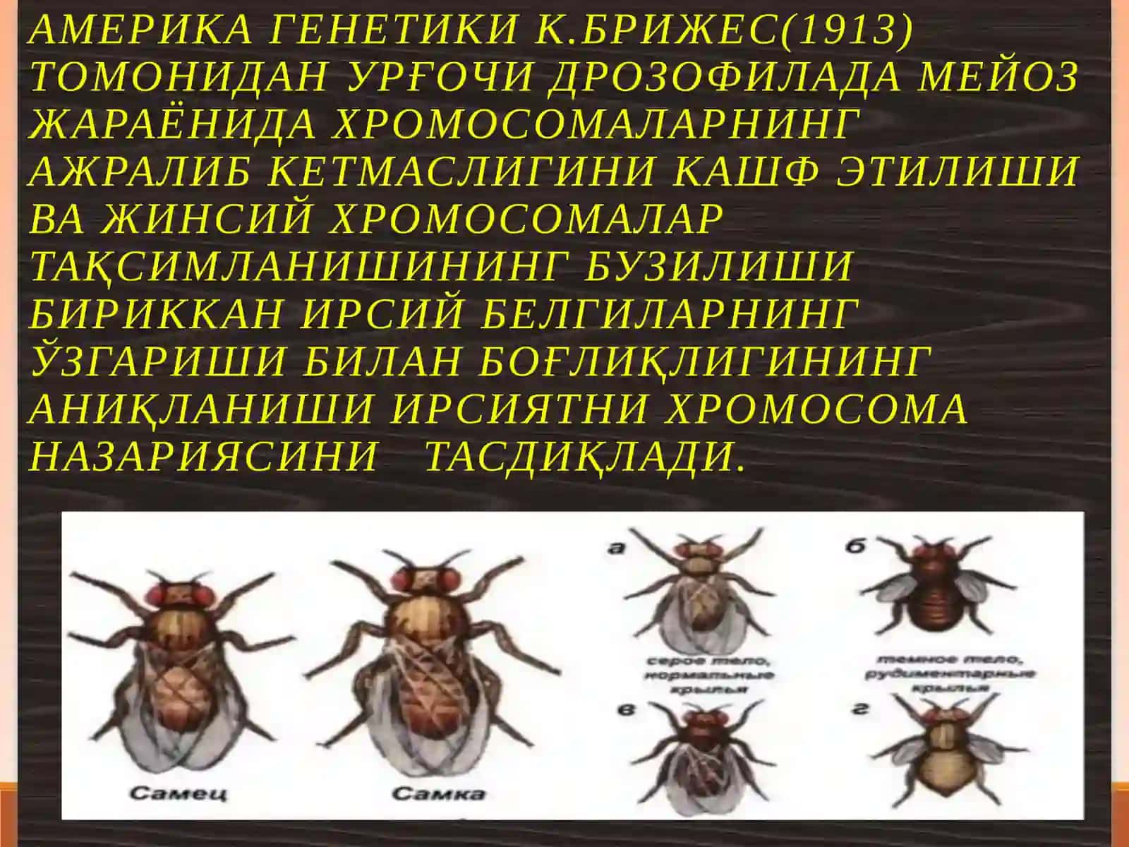 Ирсиятнинг хромосома назарияси 3