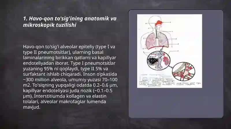 Hav va Qon To'sig'ining Tuzilishi, Vazifalari va Patologiyasi 3
