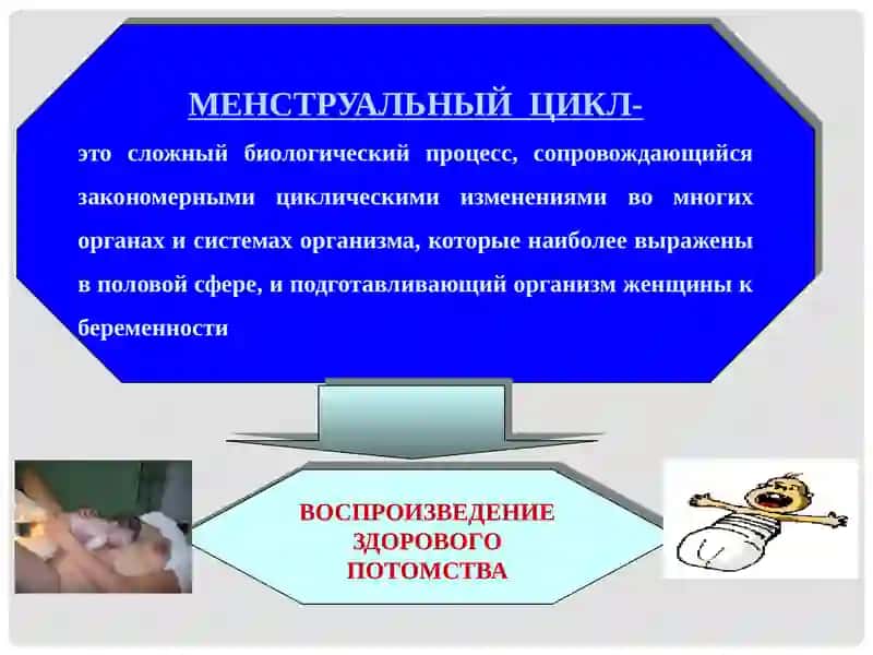 Менструальный цикл  и  его регуляция 3