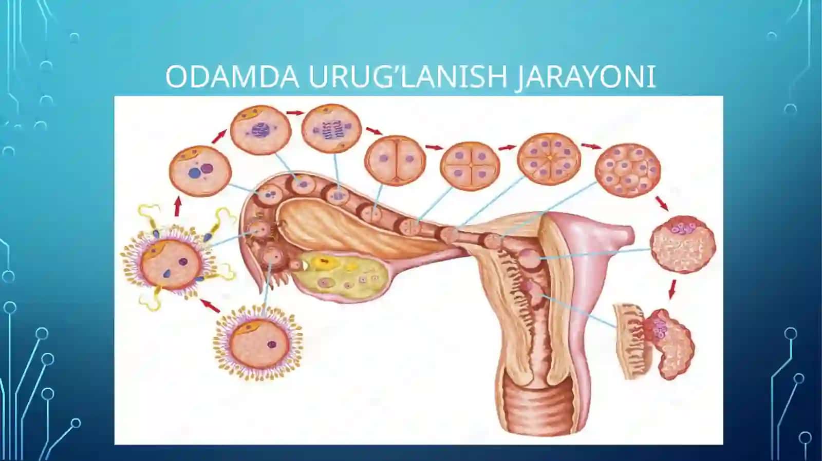 URUG‘LANISH VA MAYDALANISH 3