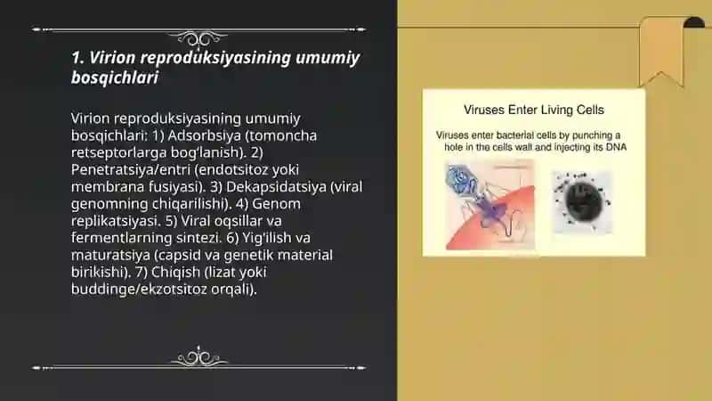 Virus virionlarining reproduksiyalanishi 3