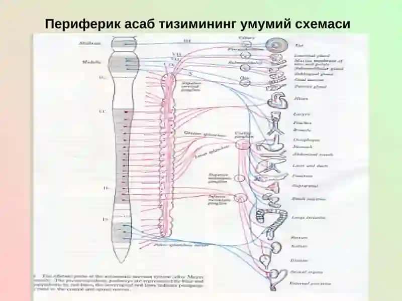 МАЪРУЗА №15 3