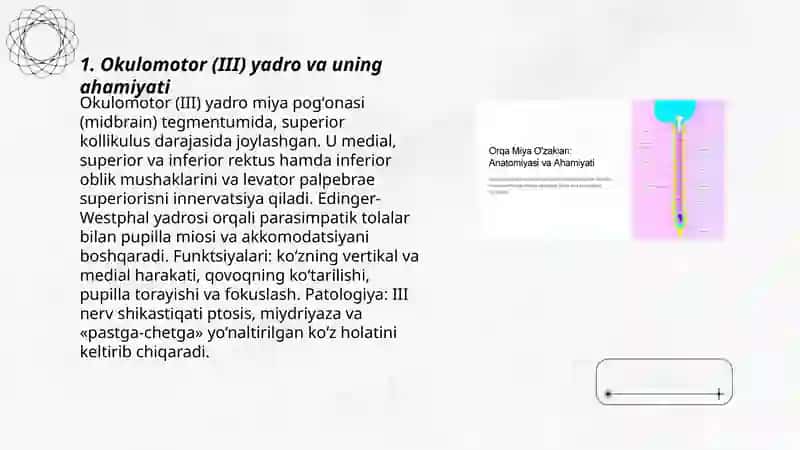 Okulomotor (III) yadro va uning ahamiyati 3