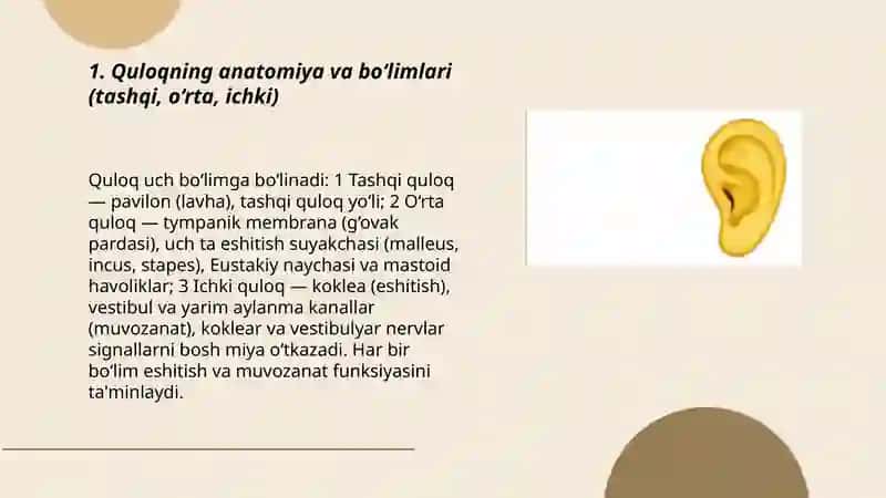 Quloqning anatomiya va bo‘limlari 3