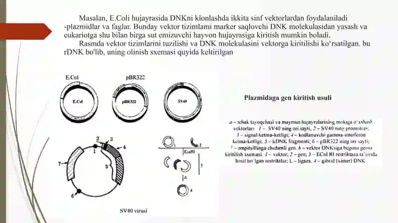 Vektorlar orqali genni hujayraga kiritish texnologoyasi 3