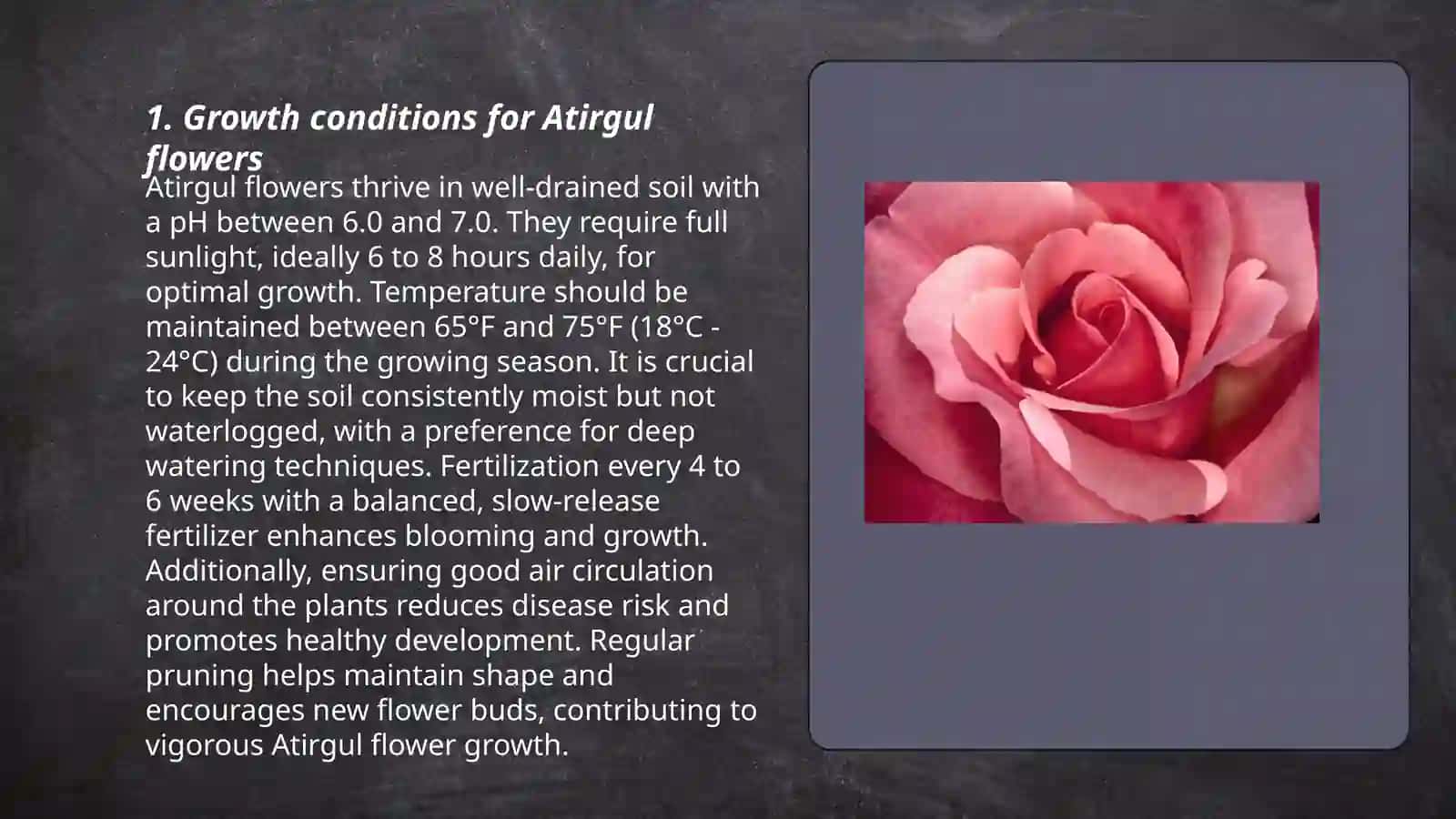 Atirgul 3