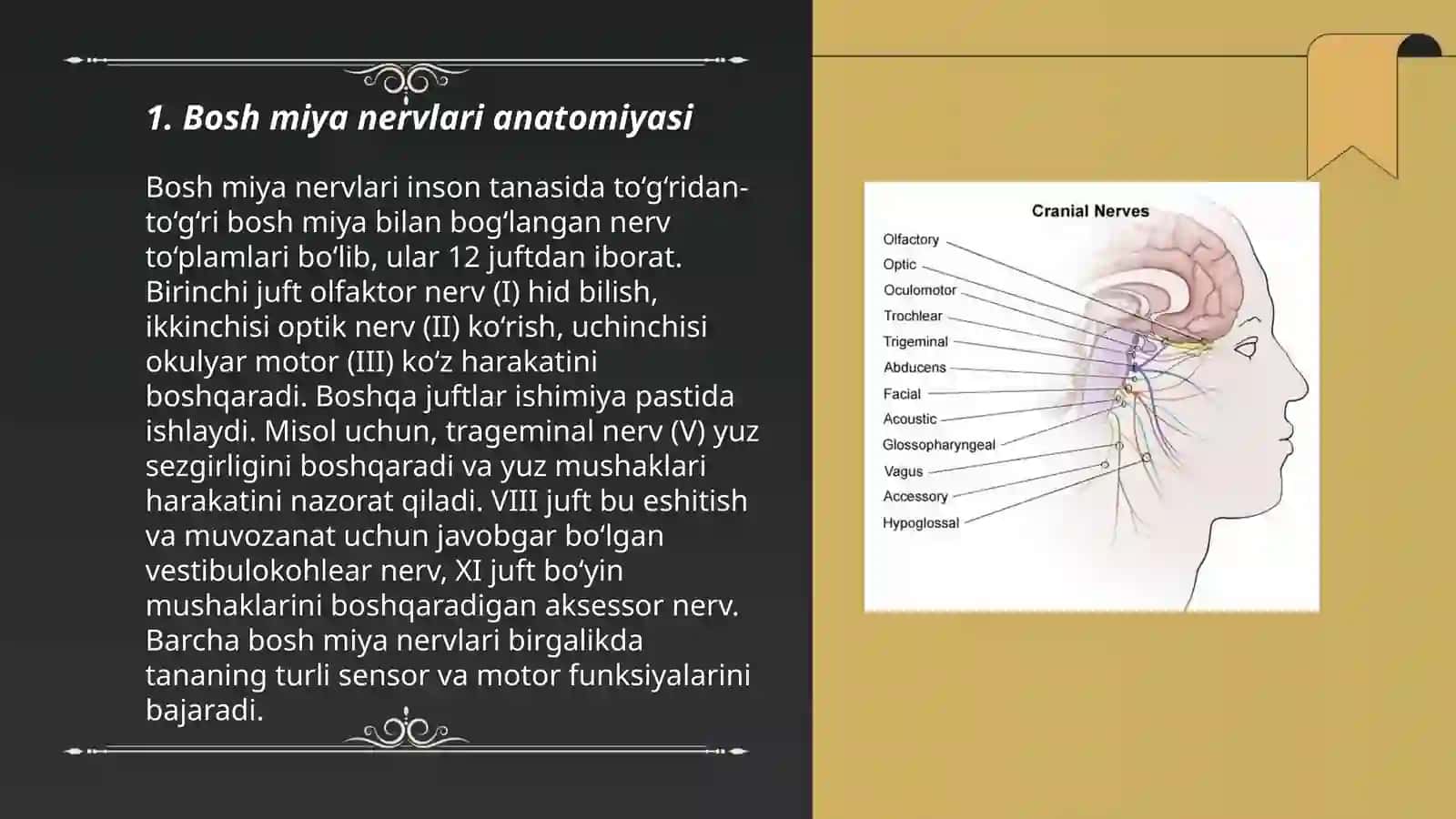 12-juft bosh miya nervlari 3