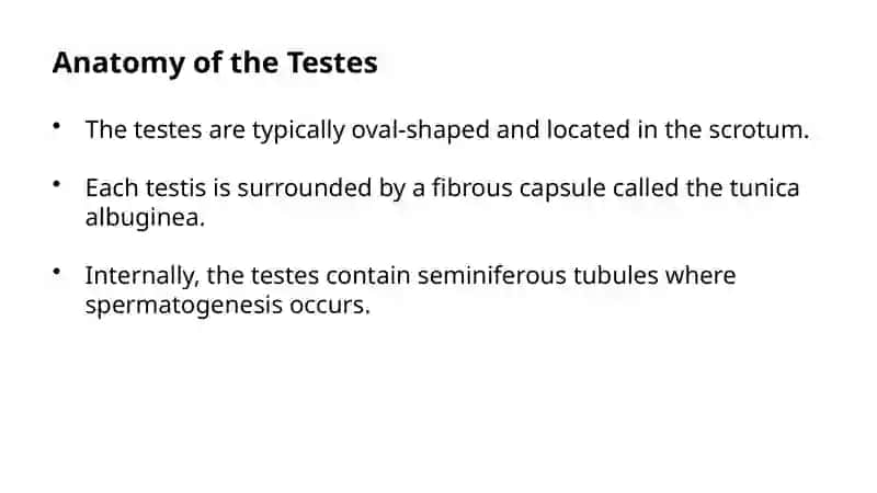Morphofunctional Description. Testes: Generative And Endocrine Activity Intratesticular Ducts 3