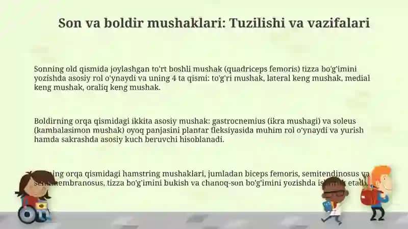 Chanoq va son mushaklari. Ularning yoshga doir xususiyatlari 3