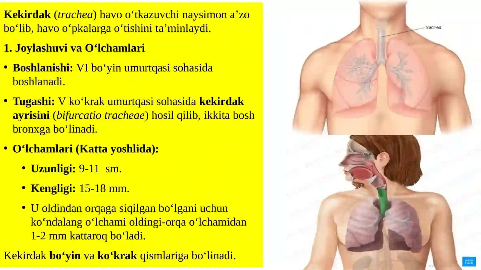 TRAXEYA, BRONXLAR, O’PKA, PLEVRA VA MEDIASTINUM 3